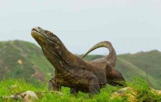 Komodo Island, The Other Side Of Paradise In Flores 00 - Finansialku