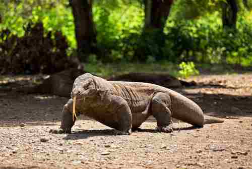 Komodo Island, The Other Side Of Paradise In Flores 001 - Finansialku