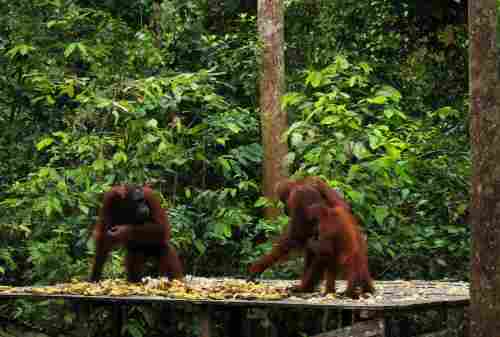 6 Best Activities To Do In The Home Of The Largest Orangutan Population On Earth, Tanjung Puting 00 - Finansialku