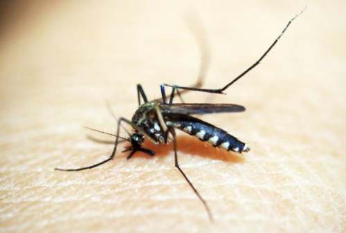 Gejala, Ciri-ciri, dan Pertolongan Pertama Demam Berdarah Dengue 01 - Finansialku