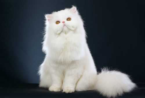 Gaji UMR Beli Kucing Persia Apa Bisa Ini Rahasianya! 01 - Finansialku