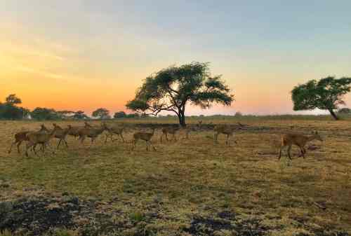 Baluran National Park, The Exotic Wildlife Of East Java Island 03- Finansialku