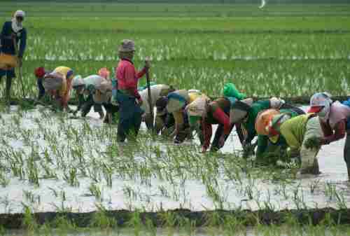 Apa yang Dimaksud dengan Ekonomi Agraris Cari Tahu Selengkapnya di Sini 04 - Finansialku