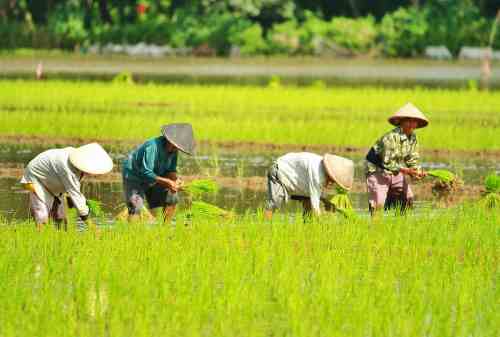 Apa Yang Dimaksud Dengan Ekonomi Agraris Yuk Bahas