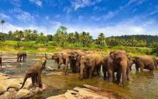 Way Kambas National Park, Home for Endangered Species of Sumatra 01 - Finansialku