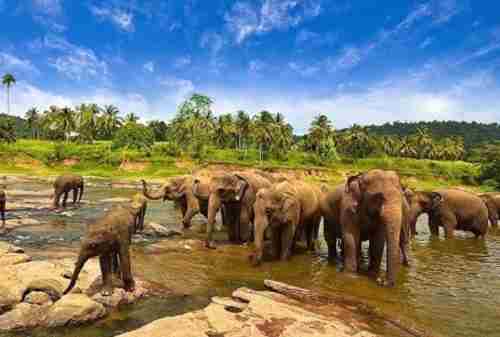 Way Kambas National Park, Home for Endangered Species of Sumatra 01 - Finansialku