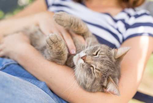 Waspada 4 Risiko yang Mengintai Saat Kamu Tidur Bareng Kucing 02