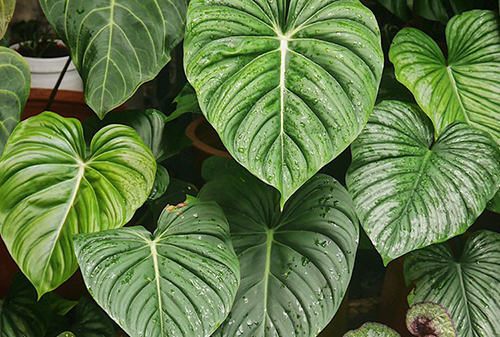 Pothos dan Philodendron