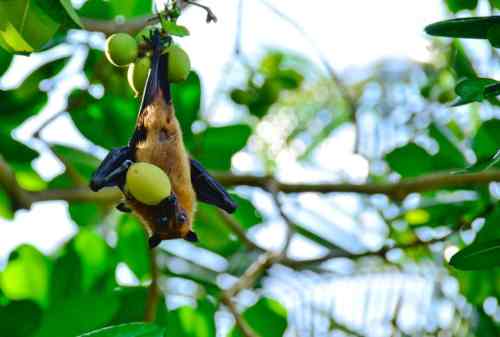 Waspada Virus Nipah! Ini Gejala Hingga Cara Mengatasi Penularannya 02