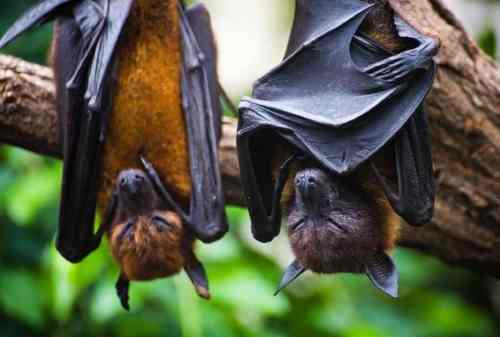 Waspada Virus Nipah! Ini Gejala Hingga Cara Mengatasi Penularannya 01