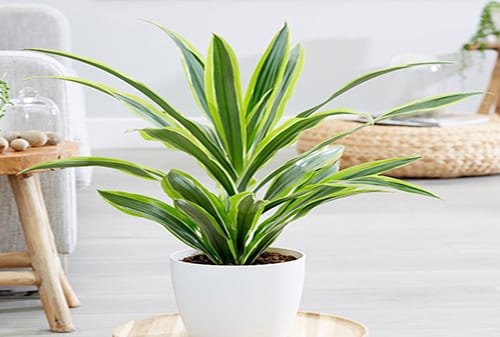 Dracaena