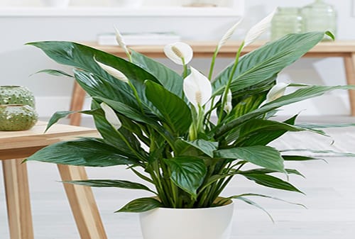 Peace Lily (Spathiphyllum)