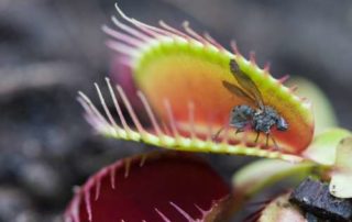 Kenalan Dengan Venus Flytrap, Si Tanaman Pemakan Serangga Yuk! 01