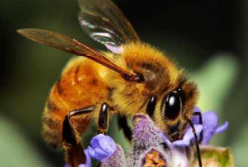 WOW! Ini 5+ Fakta Unik Lebah yang Musti Kamu Tahu 01 Finansialku
