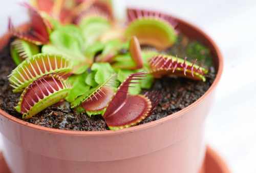 Kenalan Dengan Venus Flytrap, Si Tanaman Pemakan Serangga Yuk! 02