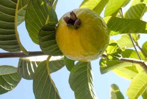 Yuk, Buat Kulit Berseri Dengan Daun Jambu Biji! 02