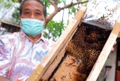 Bagaimana Koperasi Lebah Klanceng Baca Informasi Lengkapnya