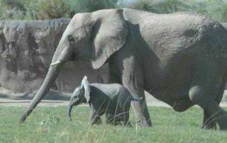 Elephant Parenting, Pola Asuh Seperti Gajah Membesarkan Anaknya 01