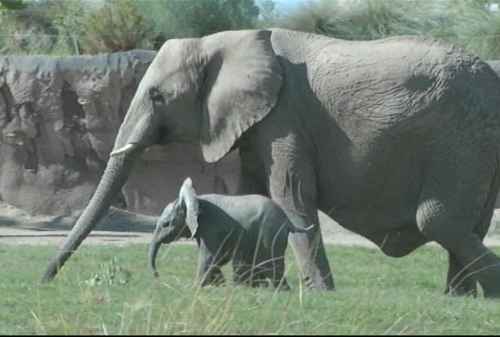 Elephant Parenting, Pola Asuh Seperti Gajah Membesarkan Anaknya 01