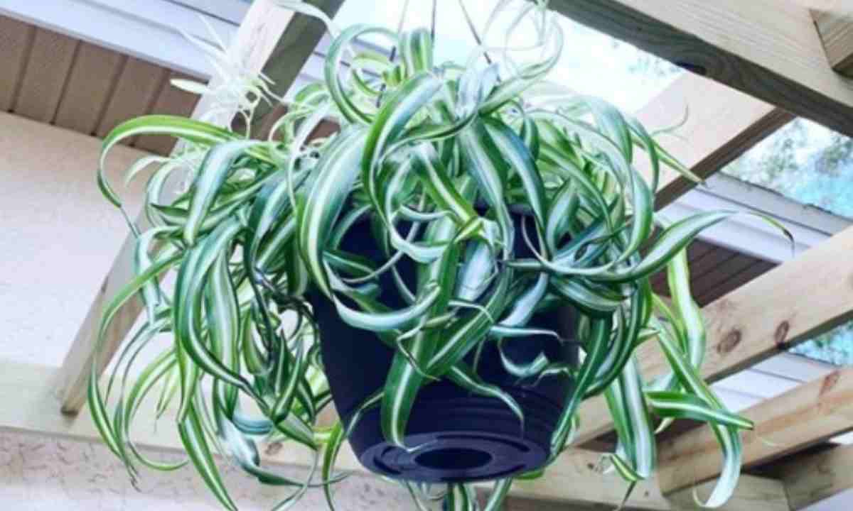 Spider plant leaf bent