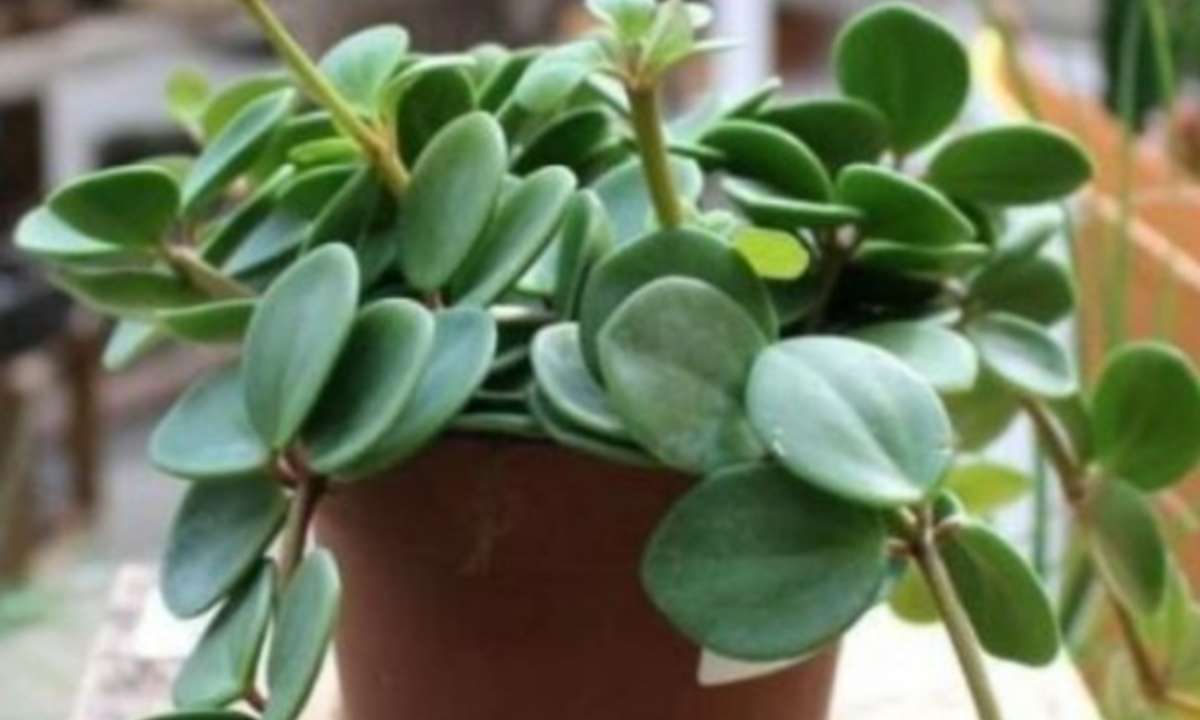 Peperomia