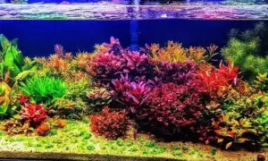 Aquascape dan Akuarium, ada bedanya ngga ya_