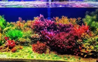 Aquascape dan Akuarium, ada bedanya ngga ya_