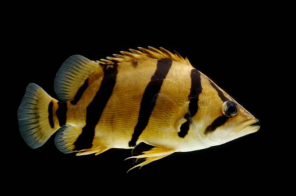 Tiger fish - PUI ikan hias