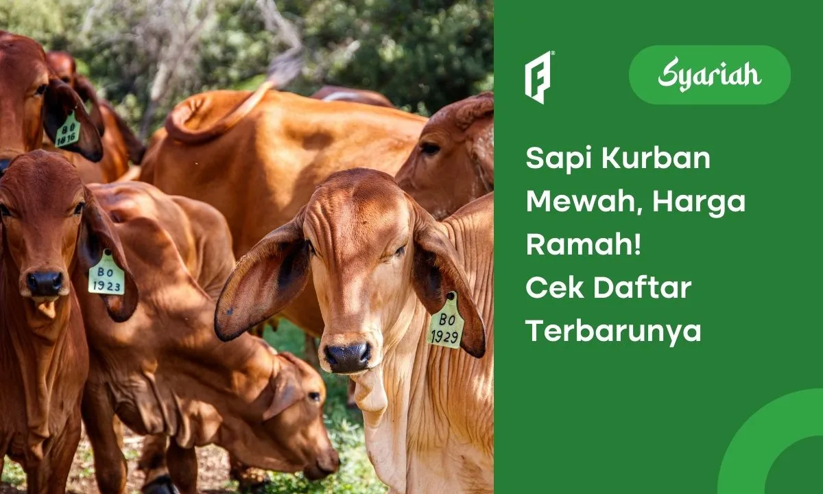 Daftar Harga Sapi Kurban 2024, Ada yang Rp14 Juta Aja!