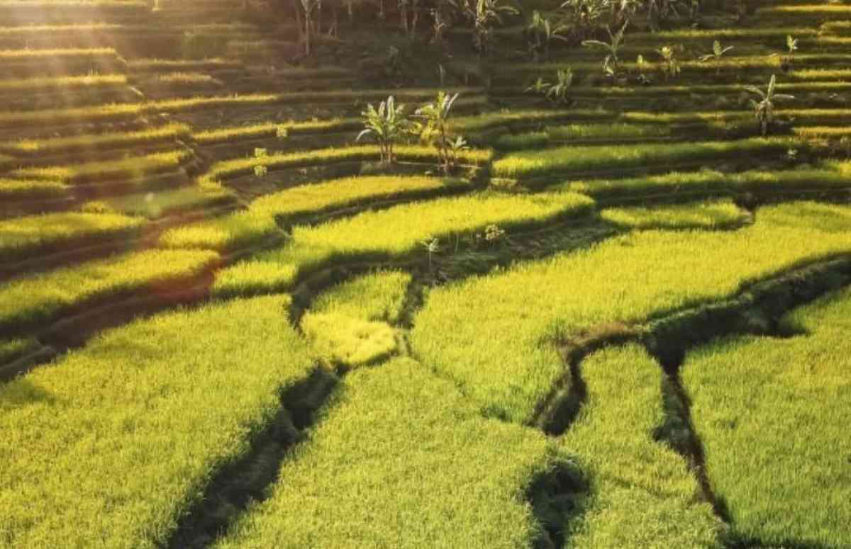 wisata sawah-Persawahan Cisalada Bogor