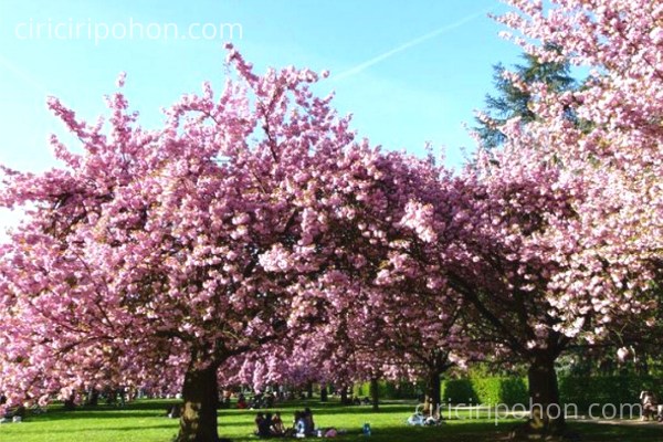 wisata puncak-taman sakura