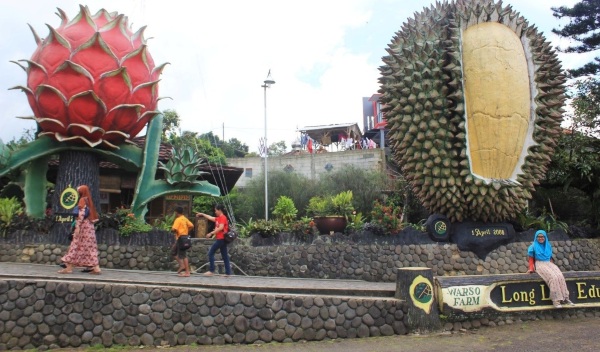 wisata puncak-kebun durian