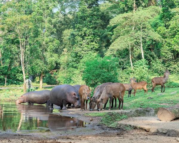 wisata puncak-taman safari