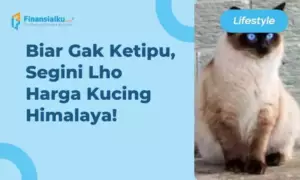 daftar harga kucing himalaya