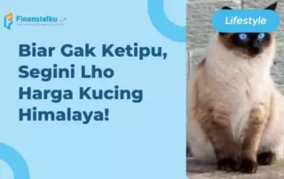 daftar harga kucing himalaya