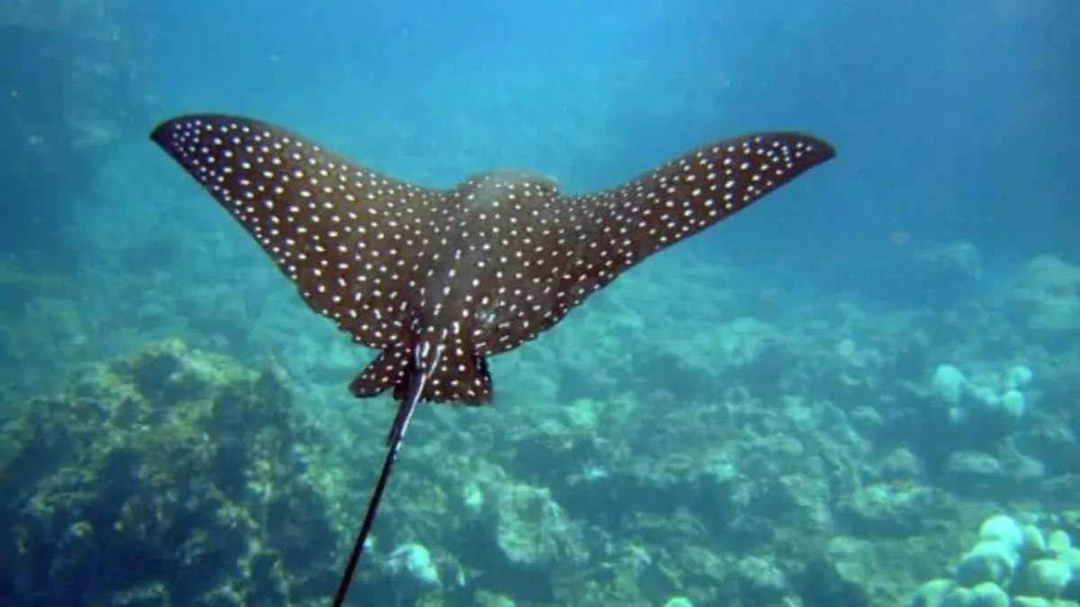 ikan termahal di dunia_Polka Dot Stingray