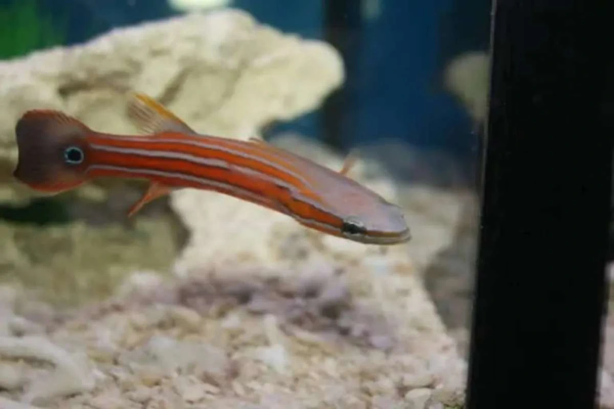 ikan termahal di dunia_Australian Flathead Perch