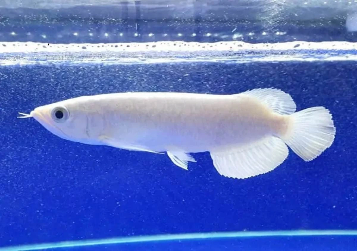 ikan termahal di dunia_Platinum Arowana