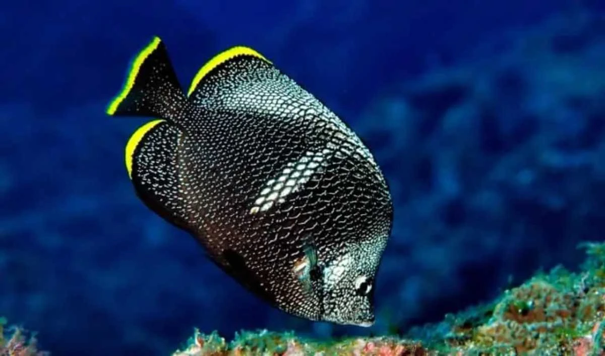 ikan termahal di dunia_Wrought Iron Butterflyfish