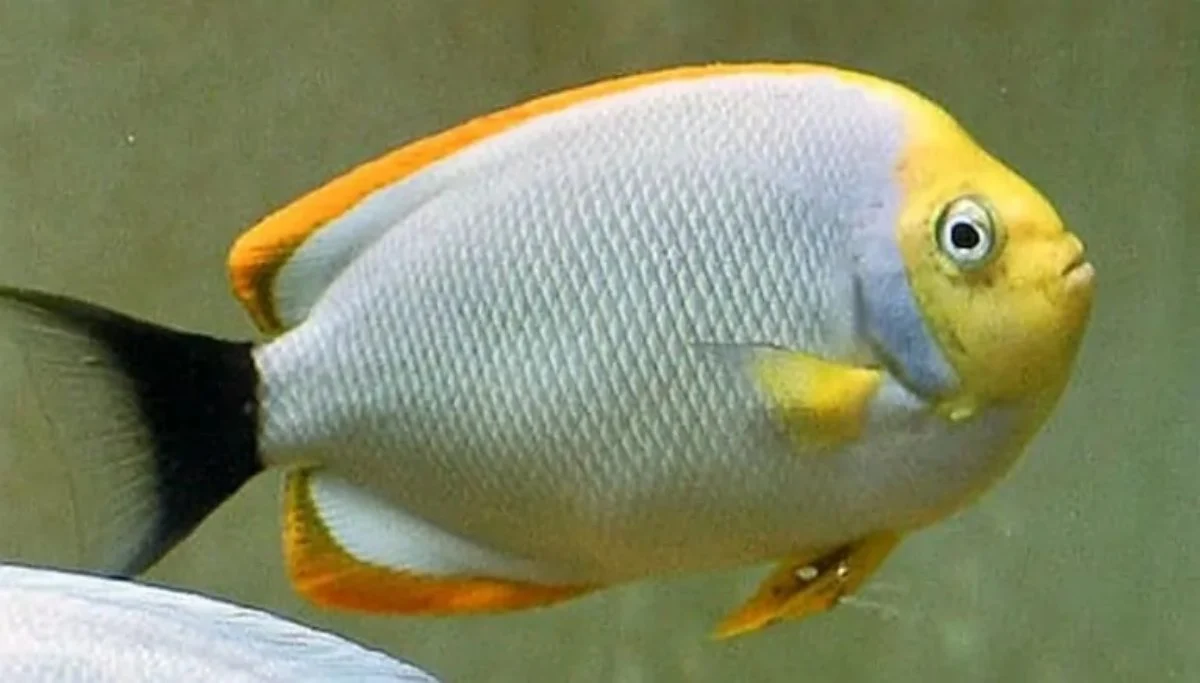 ikan termahal di dunia_Masked Angelfish