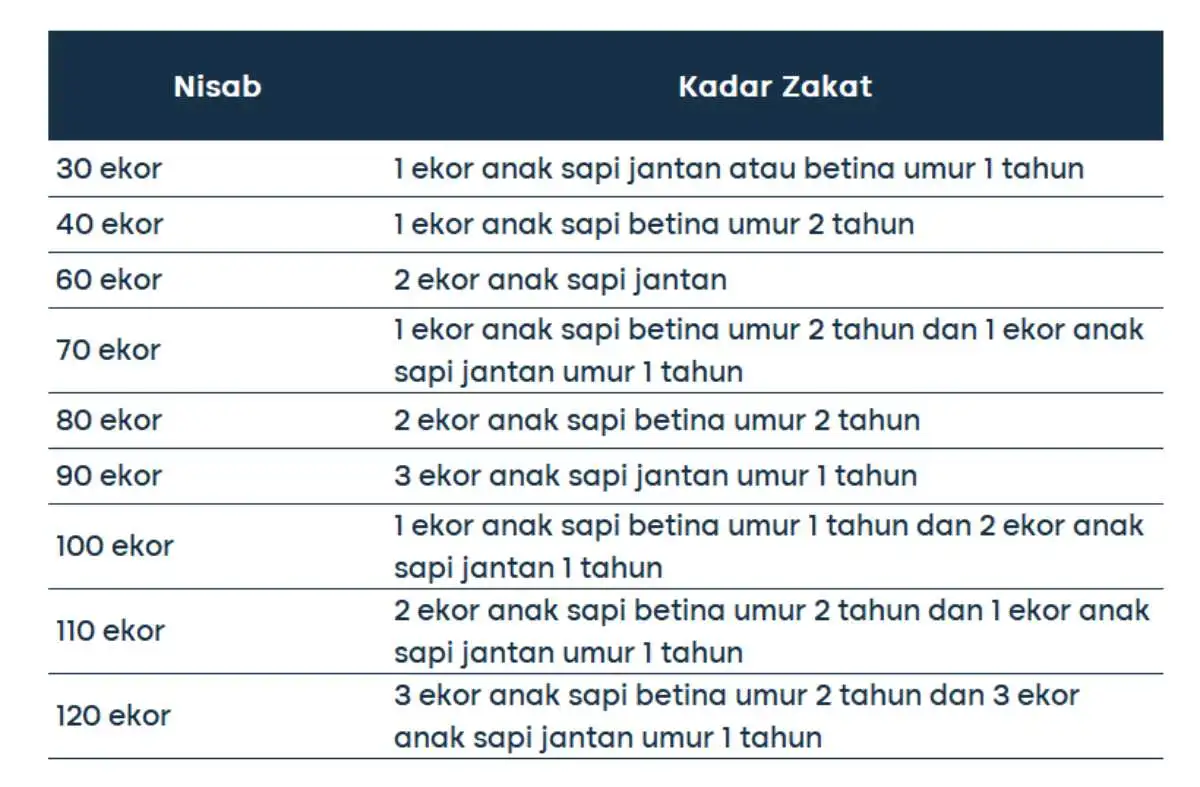 cara menghitung zakat mal_sapi dan kerbau