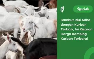 harga kambing kurban