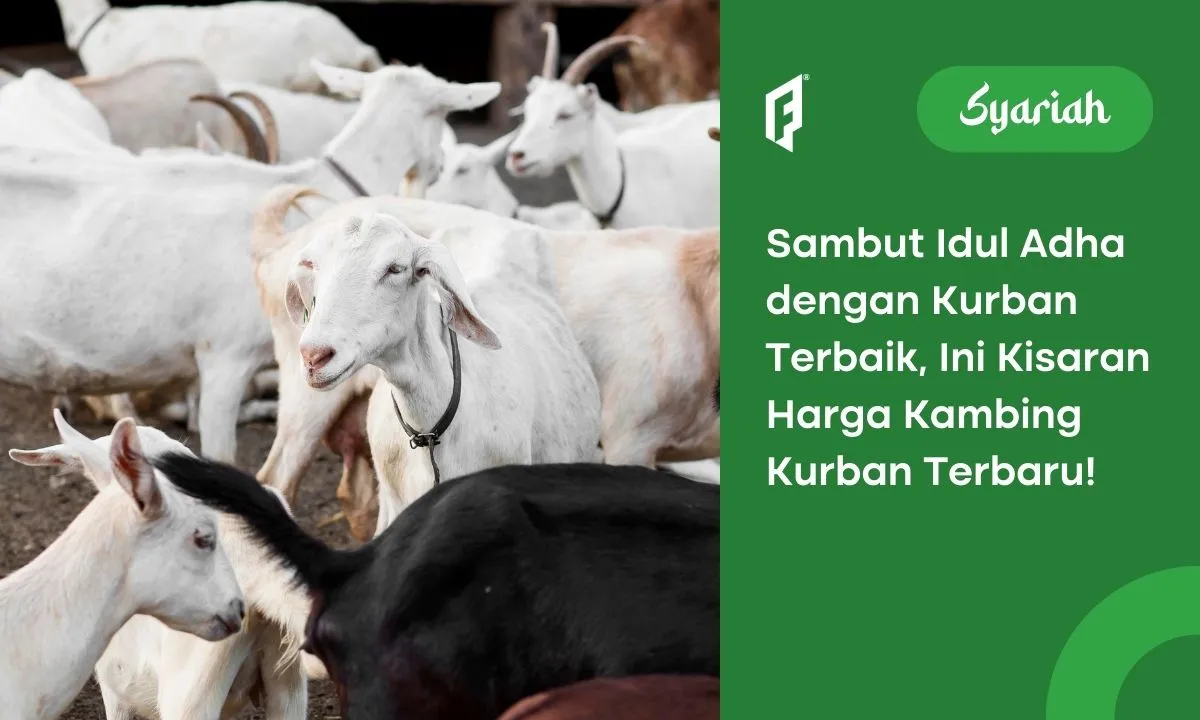 harga kambing kurban