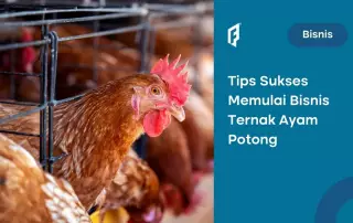 Begini Cara Mulai Ternak Ayam Potong, Yakin Cuan!