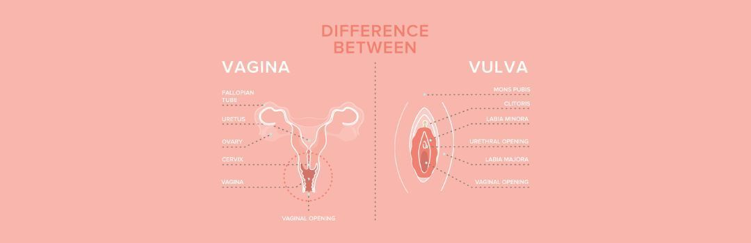 Vulva vs Vagina