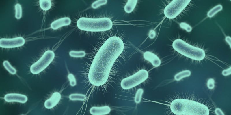 Bacterias: pequeños microorganismos, pero…¿peligrosos?