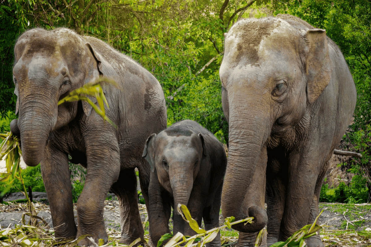 Pattaya: Elephant Jungle Sanctuary Half Day Tour