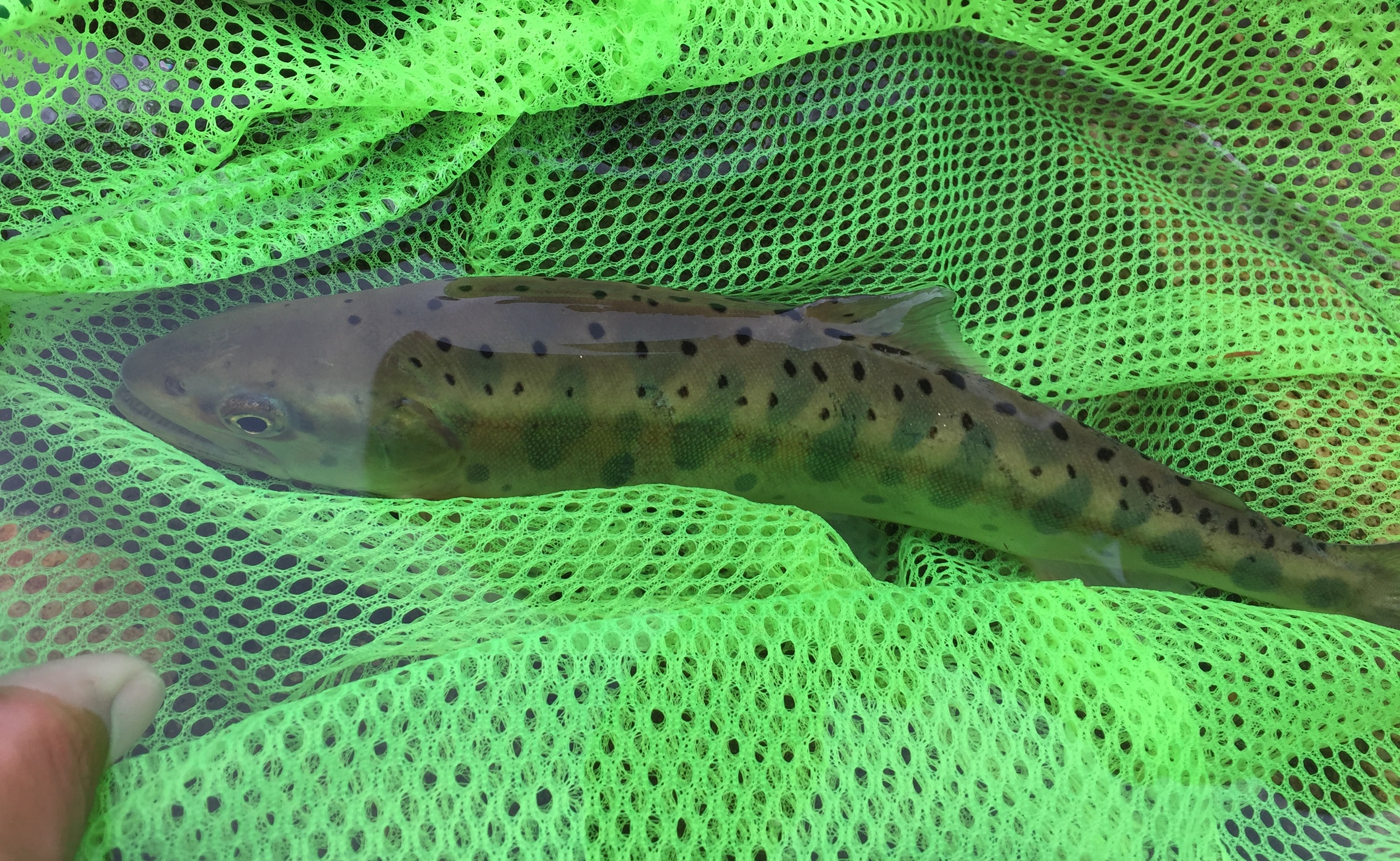 初めての渓流釣り 餌釣りでイワナとヤマメを狙ってみよう つりチケマガジン