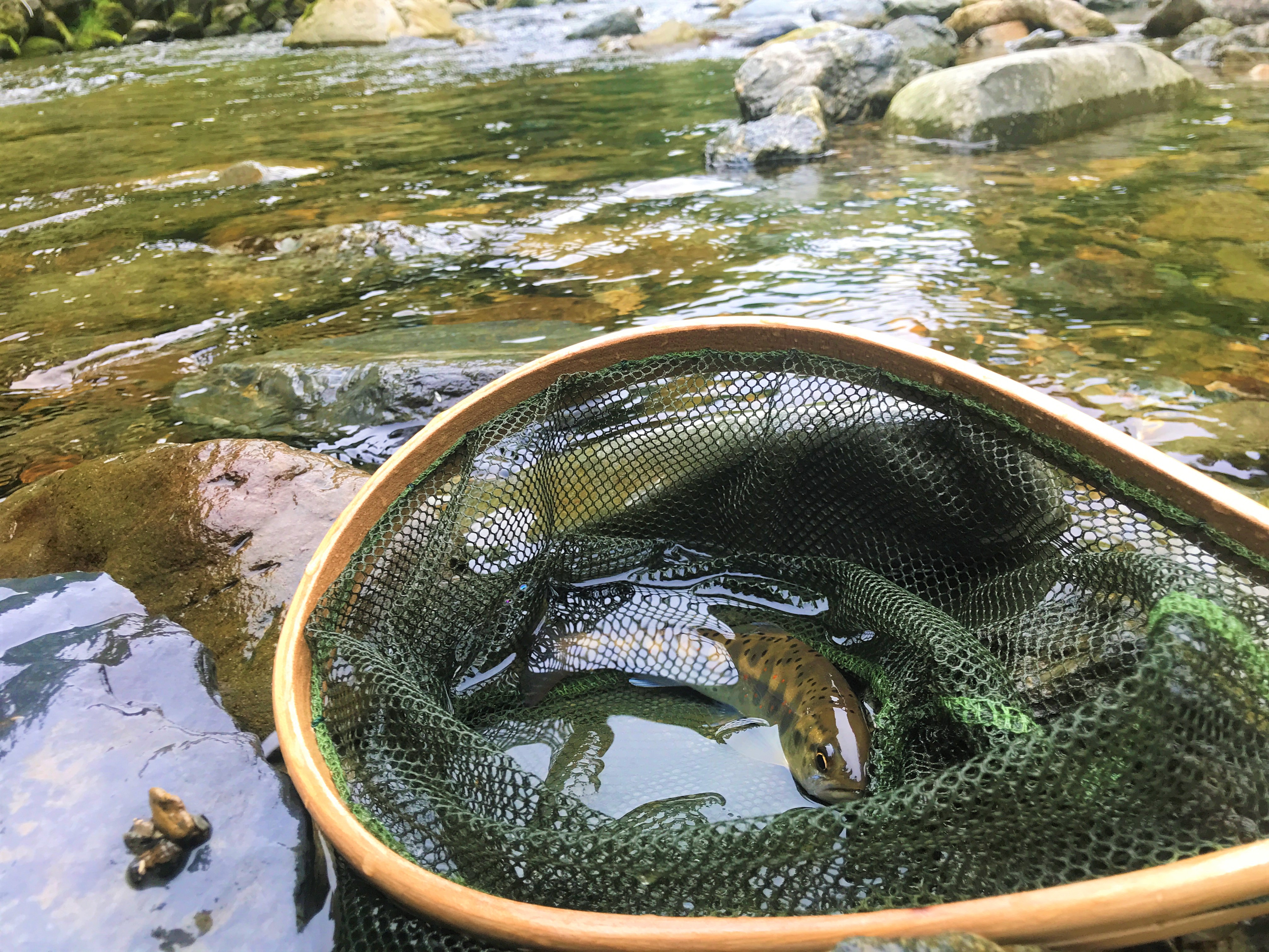 京都府久多川でのアマゴ釣り テンカラ王子の全国旅 2 47 つりチケマガジン