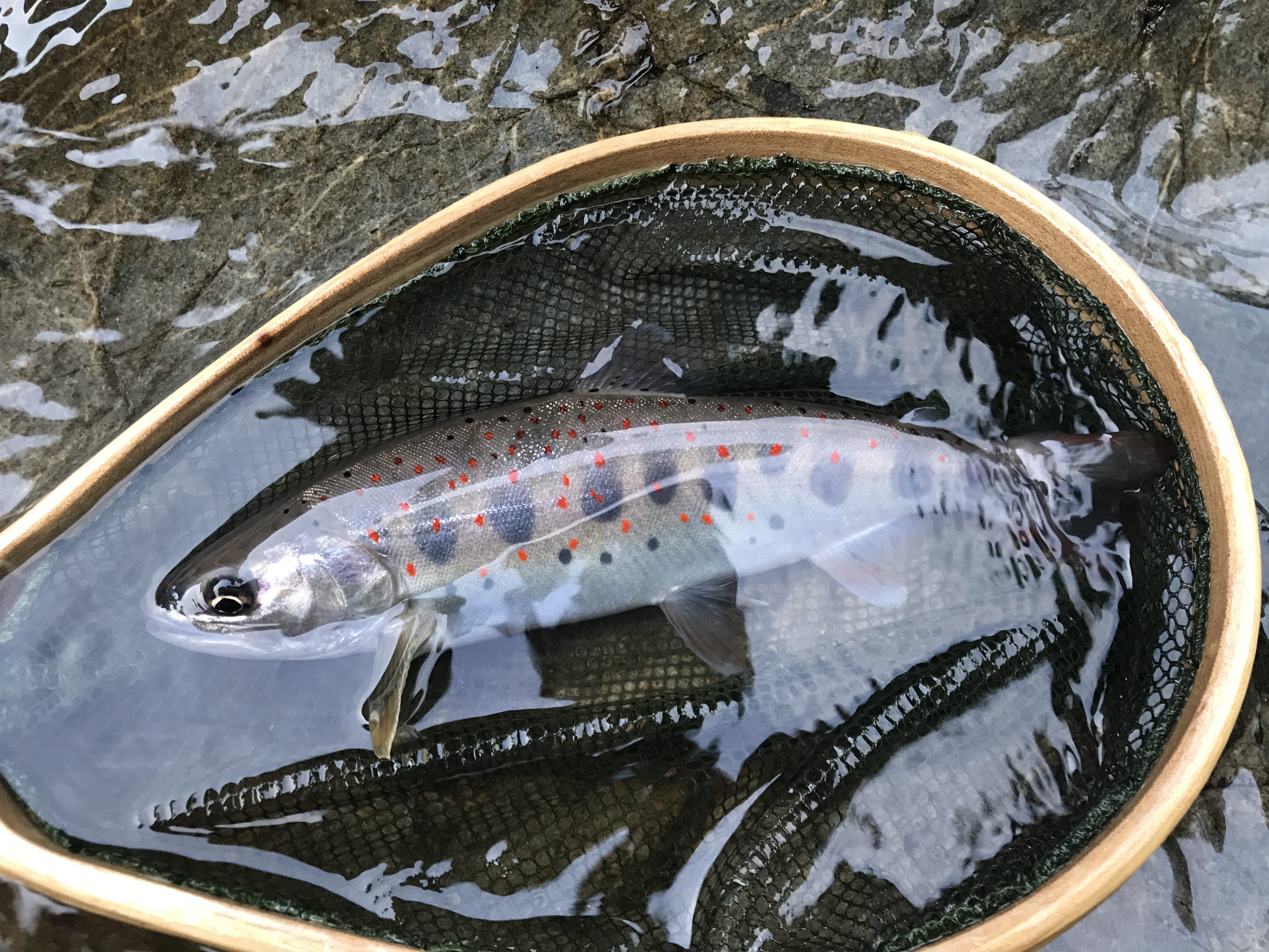 三重県蓮川でのアマゴ釣り テンカラ王子の全国旅 3 47 つりチケマガジン